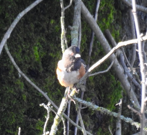iNaturalist observation photo of Spotted Towhee