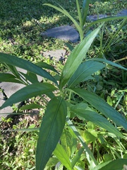 Asclepias perennis