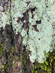 Pertusaria ostiolata