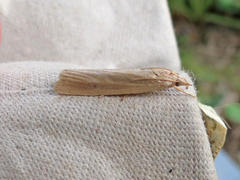 Gonioterma mistrella