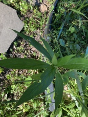 Asclepias perennis