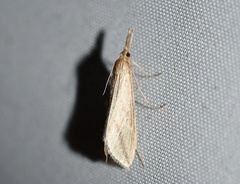 Donacaula longirostrallus