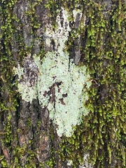 Pertusaria ostiolata