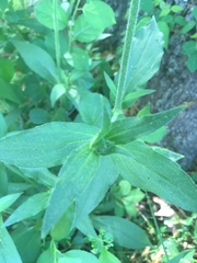 Silene latifolia