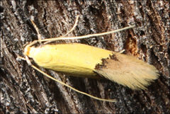 Opogona protodoxa