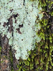 Pertusaria ostiolata