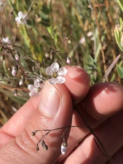 Hesperolinon spergulinum