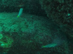 Cheilodipterus isostigma