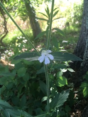 Silene latifolia