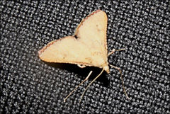 Endotricha dispergens