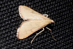 Endotricha dispergens