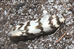 Philobota impletella