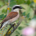 Red-backed Shrike - Photo (c) Radovan Václav, some rights reserved (CC BY-NC)