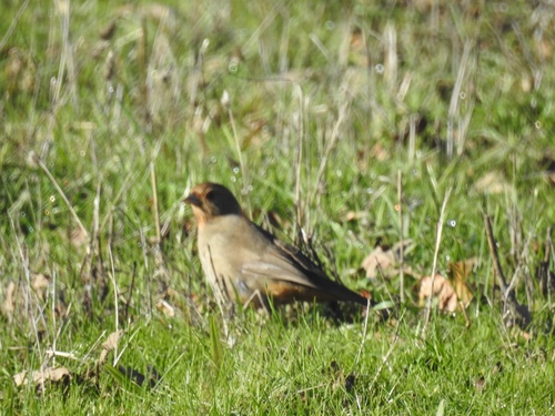 iNaturalist observation photo of California Towhee