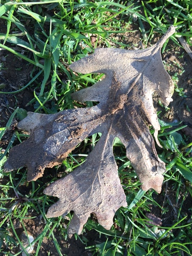 iNaturalist observation photo of valley oak