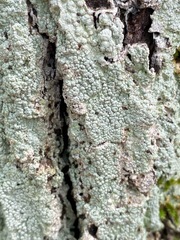 Pertusaria ostiolata