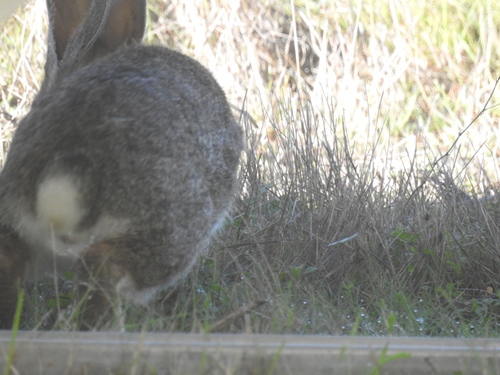 iNaturalist observation photo of Brush Rabbit