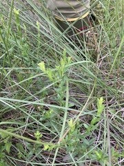 Lythrum californicum