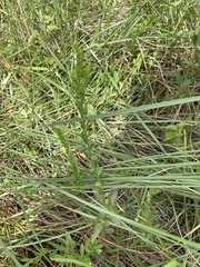 Lythrum californicum