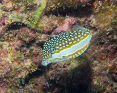 Whitley's Boxfish photo 3