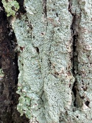 Pertusaria ostiolata