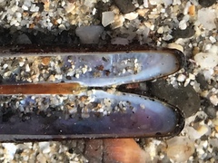 Lithophaginae