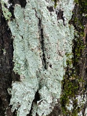 Pertusaria ostiolata