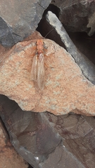 Hesperoperla pacifica