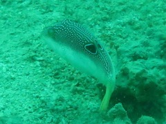 Canthigaster compressa