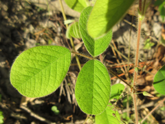 Lespedeza tomentosa