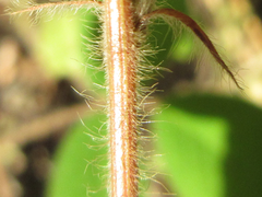 Lespedeza tomentosa