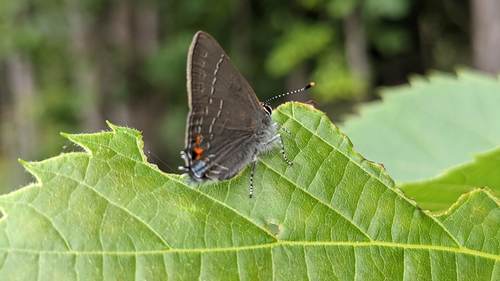 Oak Hairstreak photo 4