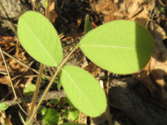Lespedeza tomentosa