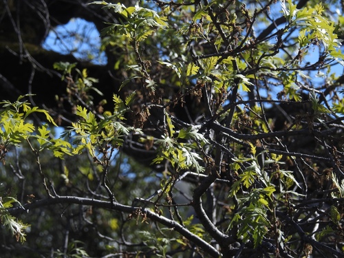 iNaturalist observation photo of valley oak