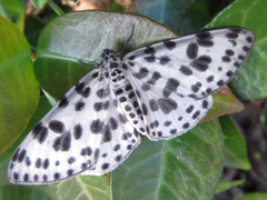 Antipercnia albinigrata