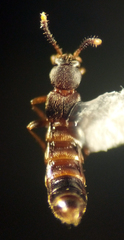 Leptusa pseudopaca