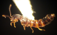 Leptusa pseudopaca