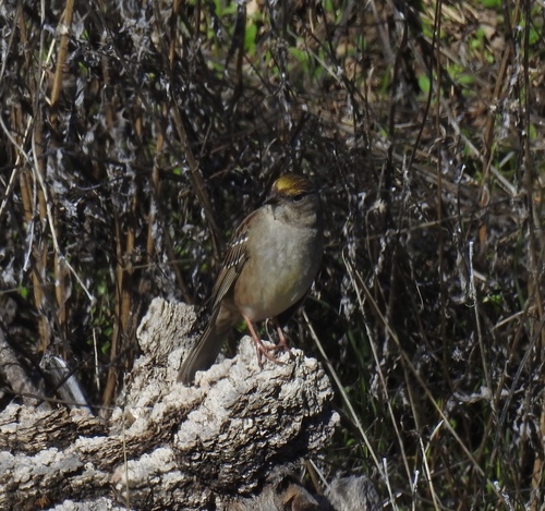 iNaturalist observation photo of Golden-crowned Sparrow