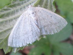 Lomographa subspersata