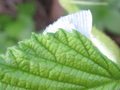 Lomographa subspersata