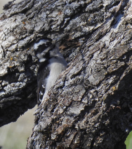 iNaturalist observation photo of Downy Woodpecker