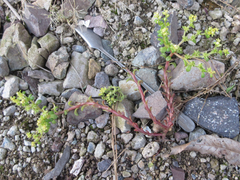 Sedum bulbiferum