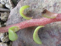 Sedum bulbiferum