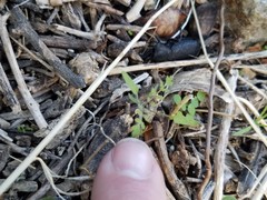 Cryptoglossa muricata