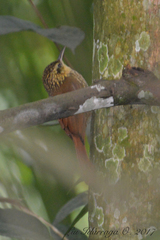 Xiphorhynchus fuscus