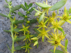Sedum bulbiferum