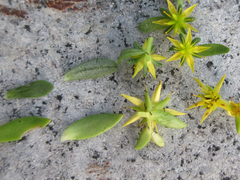 Sedum bulbiferum