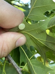 Amphibolips nubilipennis