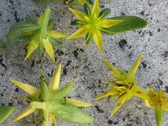 Sedum bulbiferum