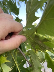 Amphibolips nubilipennis